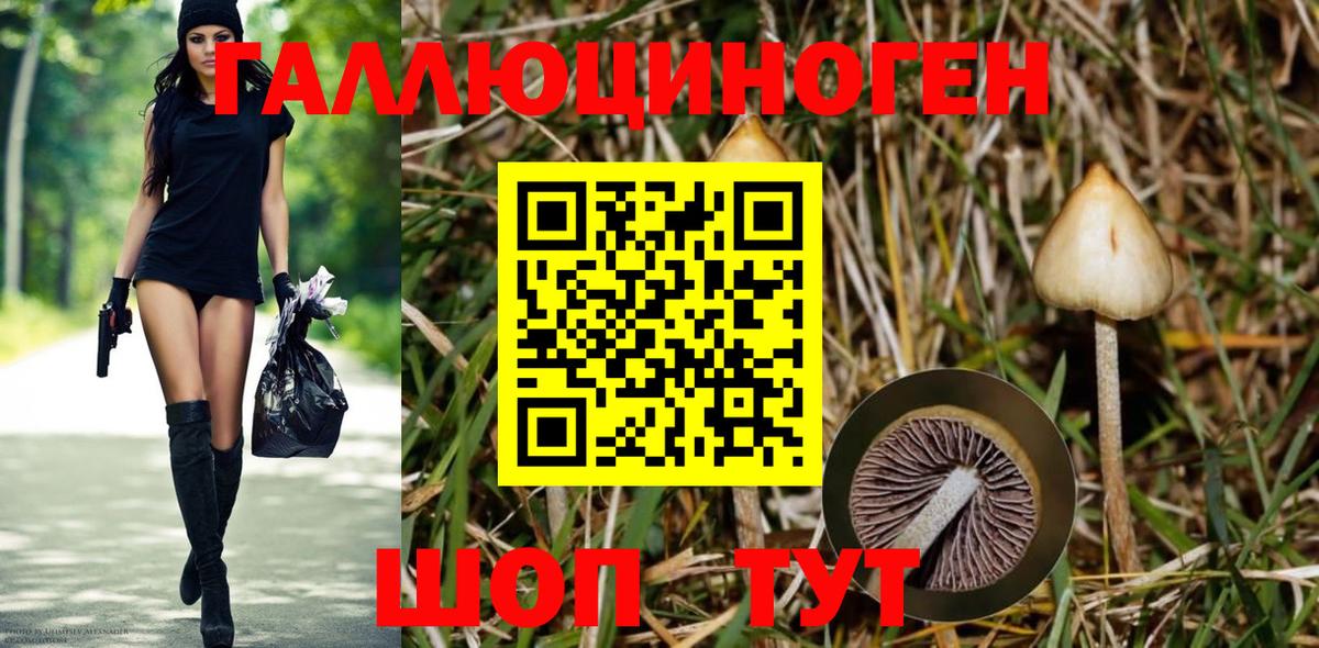 Псилоцибиновые грибы Psilocybine cubensis Ялта